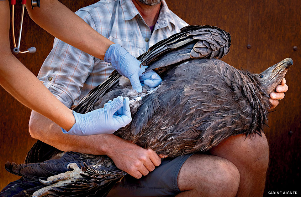 An image of a California condor receiving a vaccination.