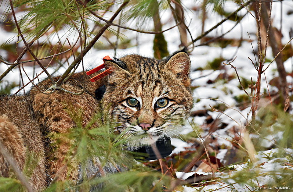 An image of a collared male bobcat with an orange ear tag.