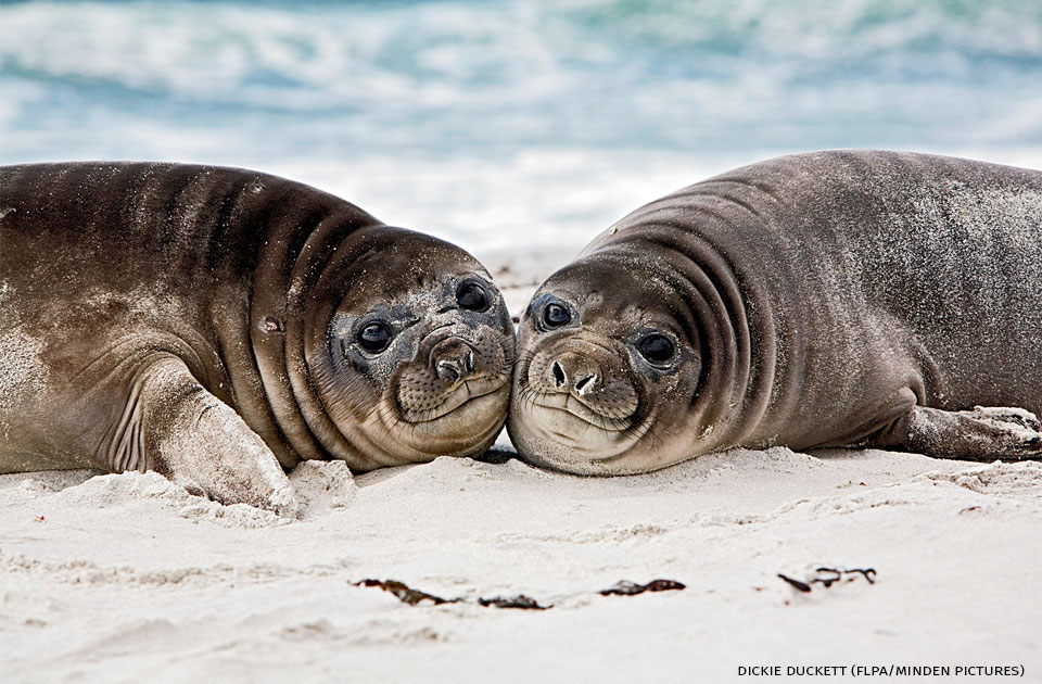 An image of two southern elephant seal pups.