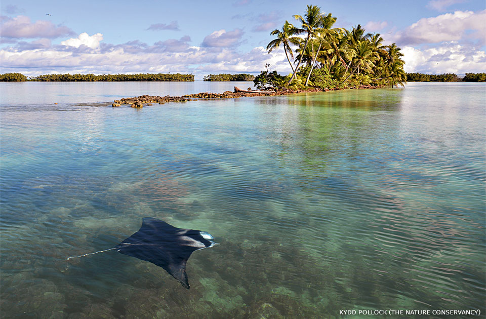An image of a manta ray swimming.