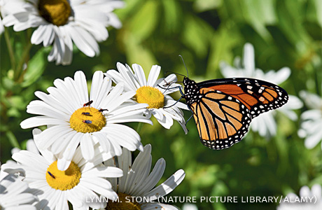 An image of a monarch butterfly on a Montauk Daisy.