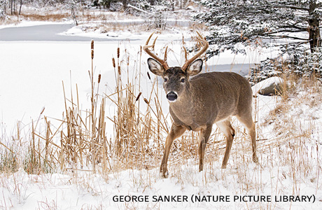 An image of a white-tailed deer.