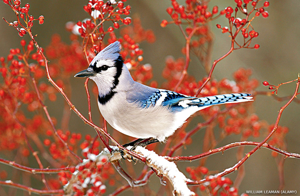 An image of a blue jay.