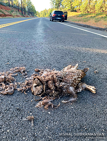 An image of a great gray owl which had been recently struck by a car and killed.