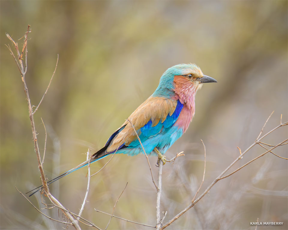 An image of a lilac-breasted roller.