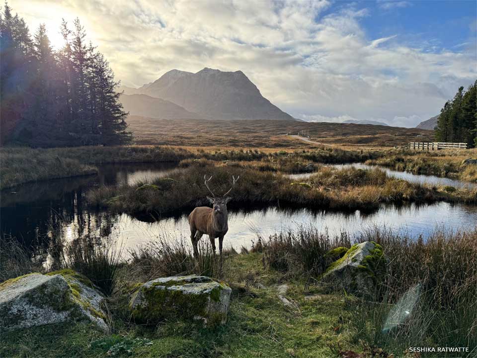 An image of a stag.