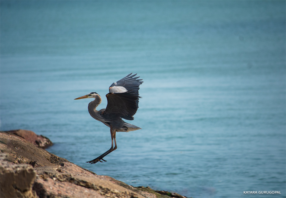 An image of a great blue heron.
