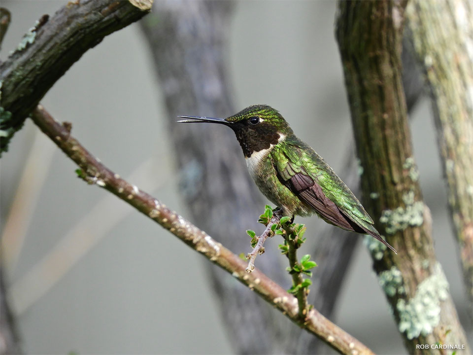 An image of a ruby-throated hummingbird.