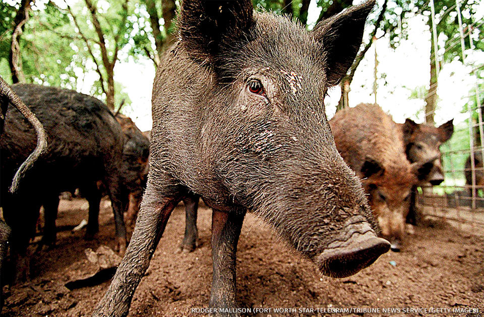 An image of feral hogs.