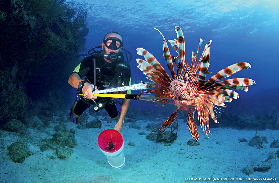 An image of a diver with a speared lionfish.