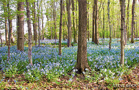 An image of bluebells in Trelease Woods blooming.