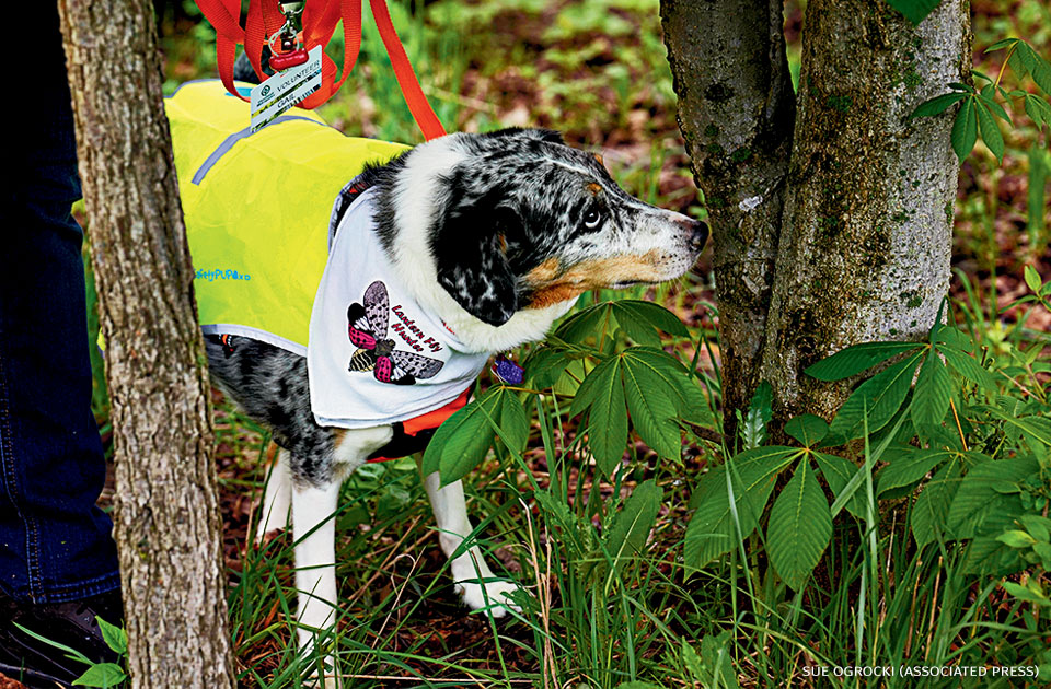 An image of a dog finding lanternfly eggs.
