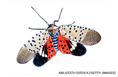 An image of a lanternfly.