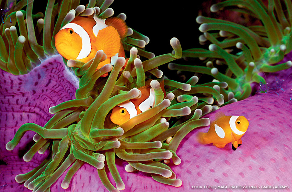 An image of clown anemonefish in sea anemone.