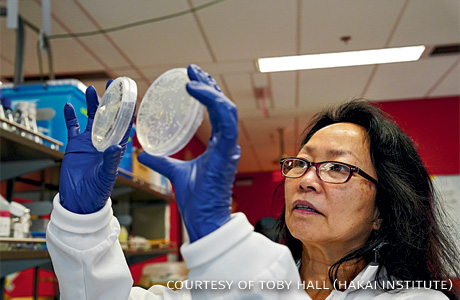 An image of Amy M. Chan comparing bacteria cultures from a sick versus a healthy sea star.