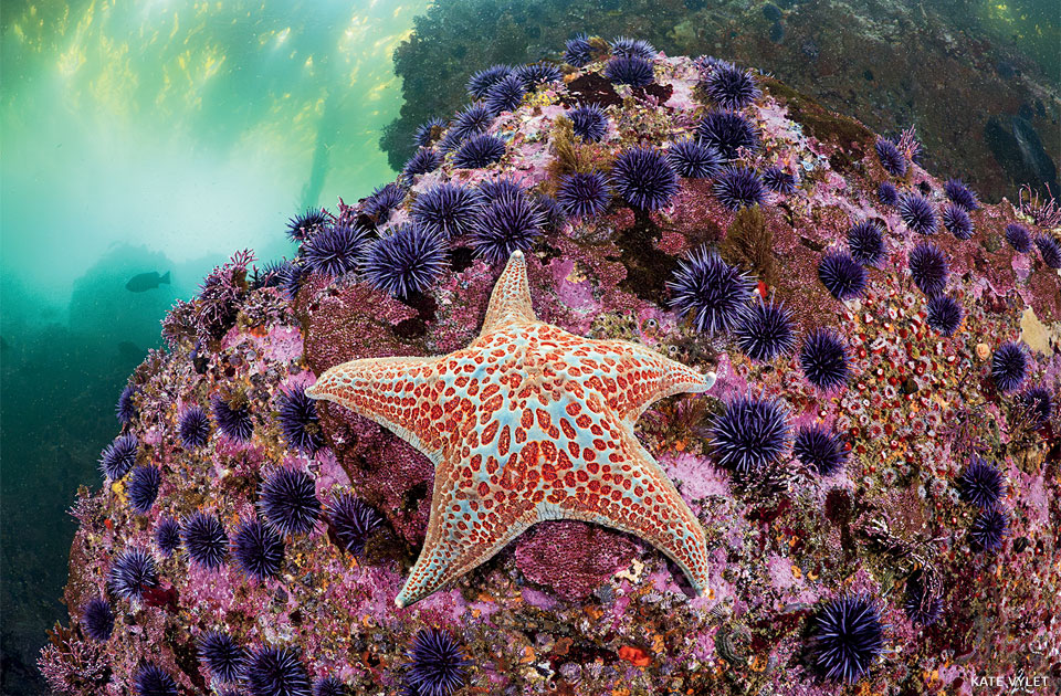An image of purple sea urchins fleeing from the path of a leather sea star.