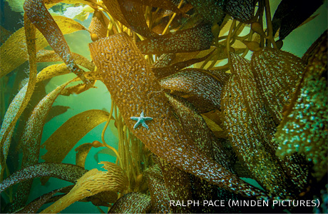 An image of an ochre sea star on kelp.