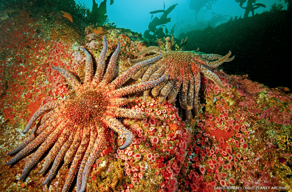 An image of a pair of sunflower stars on rocky reef.