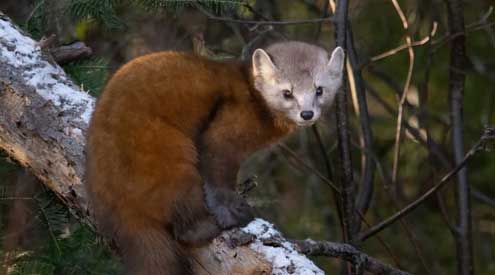 American Marten
