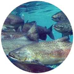 School of fish swimming underwater