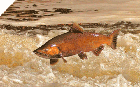 Fish leaping out of water