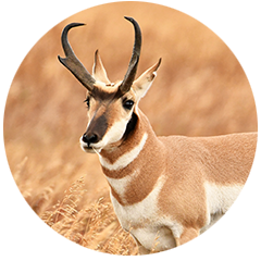Pronghorn