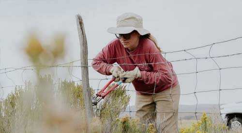 Person using wire cutters on fence