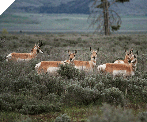 Herd of pronghorn