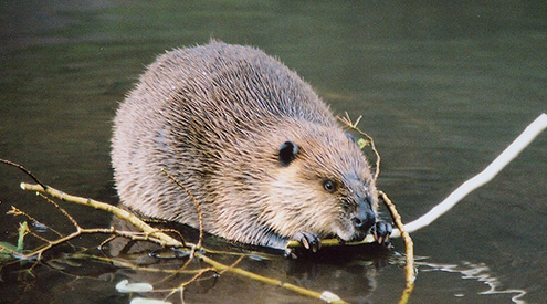 beaver in water
