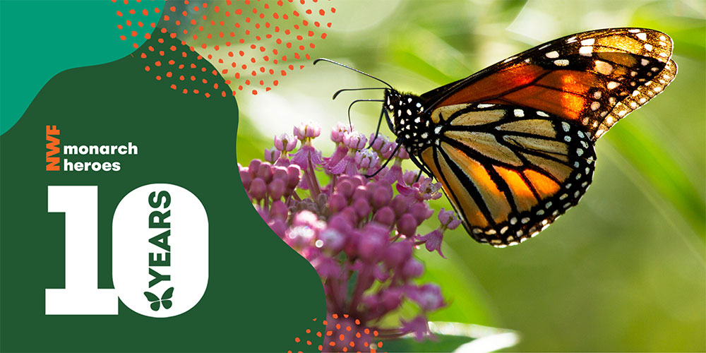 Monarch butterfly on flower with NWF Monarch Heroes logo and 10 Years graphic