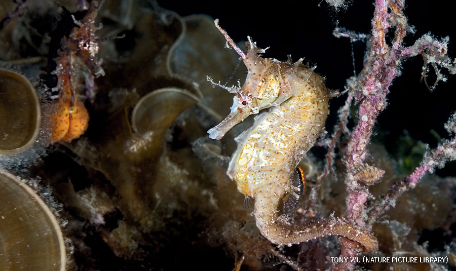 “Whenever the two seahorses separated and were not in direct physical contact, they maintained frequent eye contact, as depicted here with the male in the background (belly full of eggs) looking toward the female. 