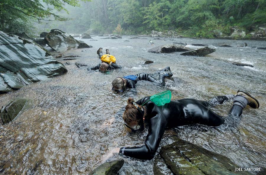 “Biologists work in the pouring rain, searching for a rare fish, the smoky madtom 